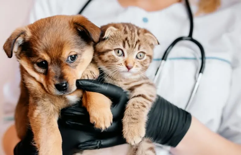 A veterinarian in a white lab coat and black gloves holding a brown puppy and a Scottish Fold kitten, with a stethoscope visible around their neck. A veterinarian in a white lab coat and black gloves holding a brown puppy and a Scottish Fold kitten, with a stethoscope visible around their neck.