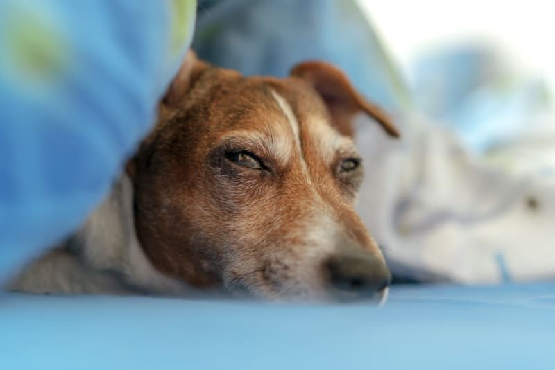 Pneumonia in Dogs: Causes, Symptoms & Treatment