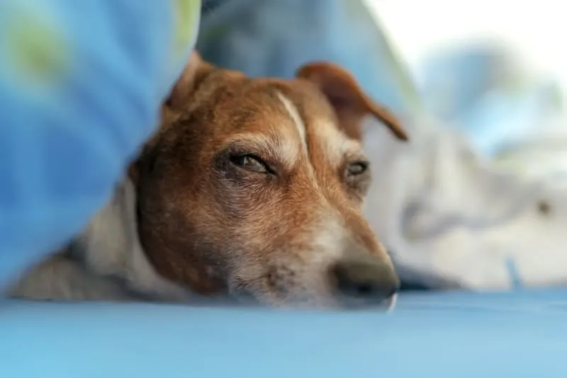 Pneumonia in Dogs: Causes, Symptoms & Treatment