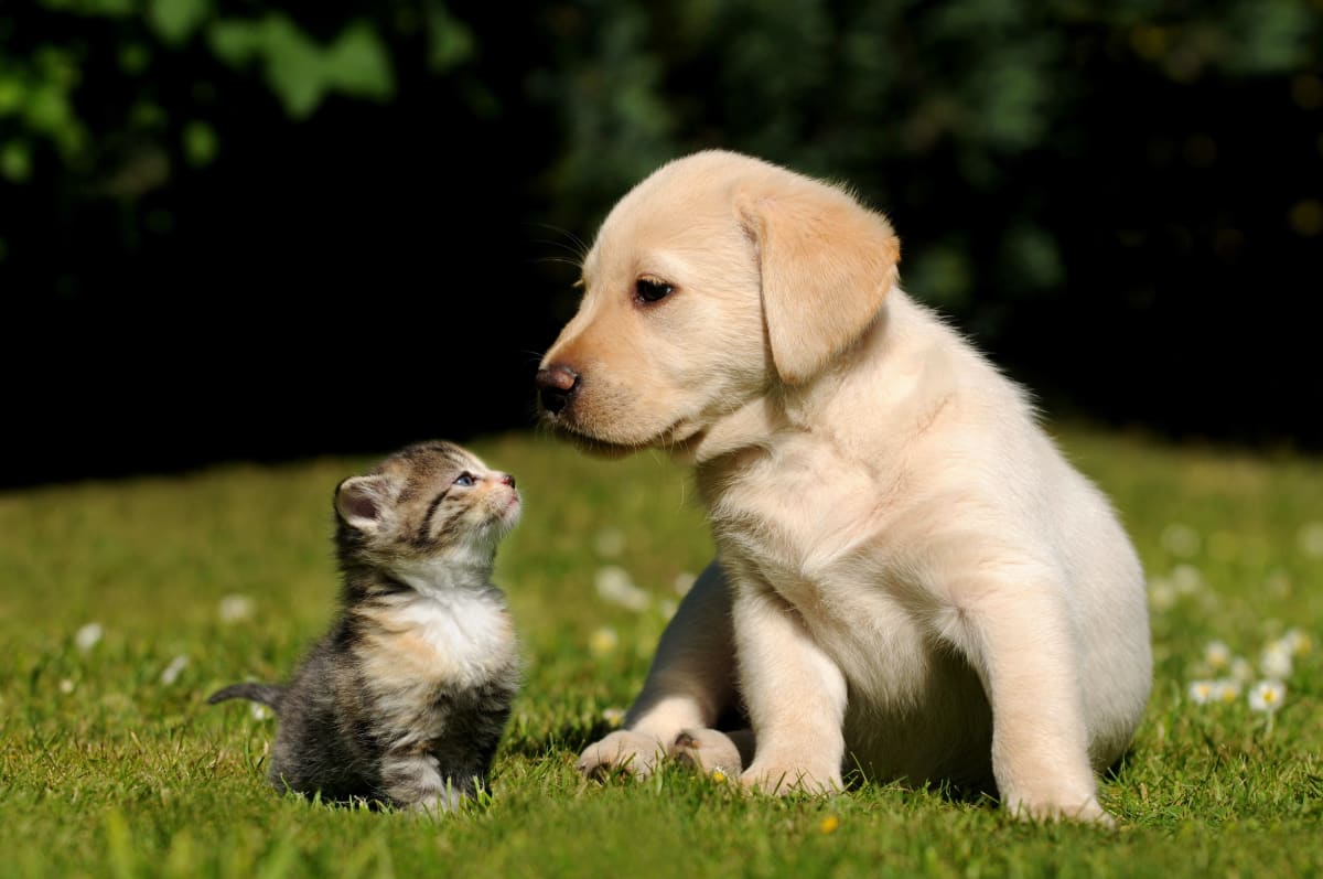 Puppy & Kitten: Are They a Good Match?