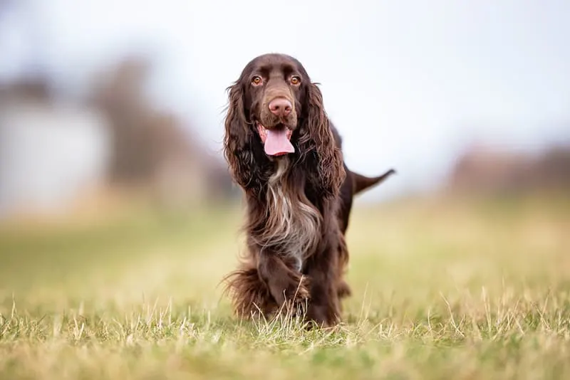 IBD in Dogs - What You Need to Know About Inflammatory Bowel Disease