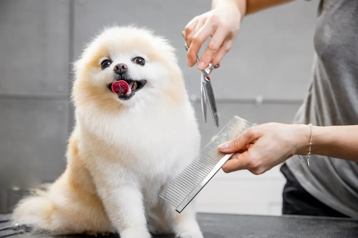 Signs Your Dog Needs Grooming Signs Your Dog Needs Grooming