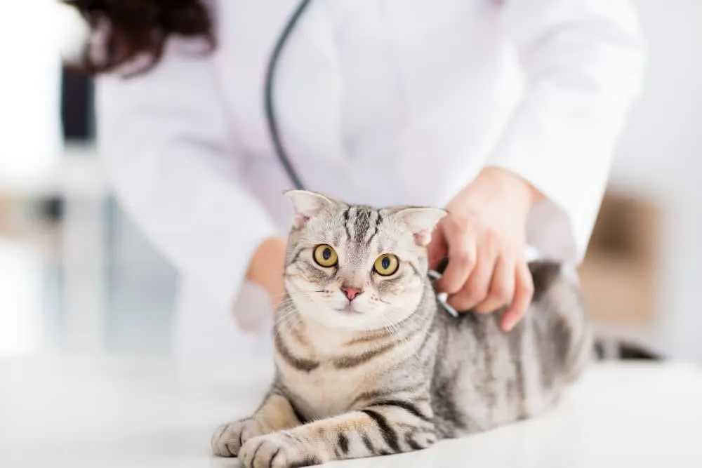Using Diet to Treat Arthritis in Cats Using Diet to Treat Arthritis in Cats
