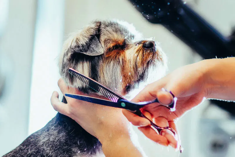 Cat & Dog Grooming Basics