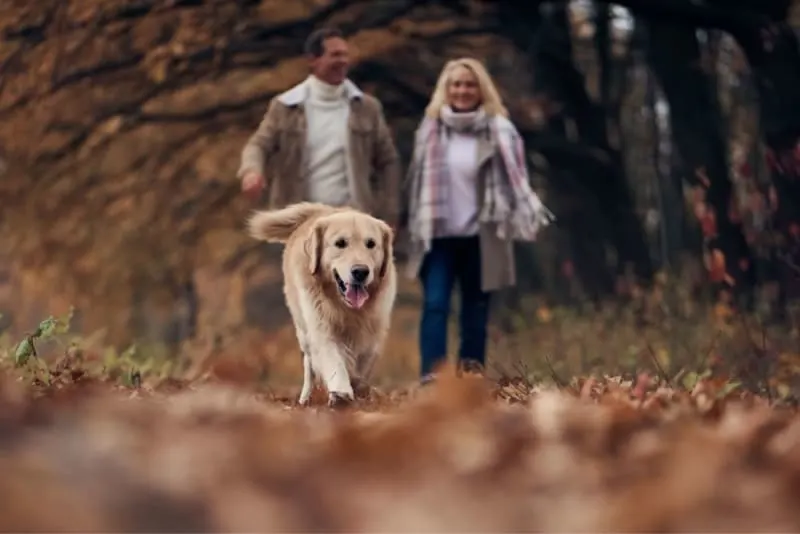 The Friendliest Dog Breeds