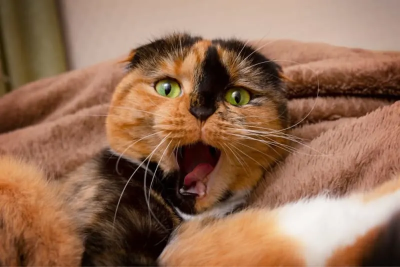 Dental Care for Cats: Cat Teeth Cleaning