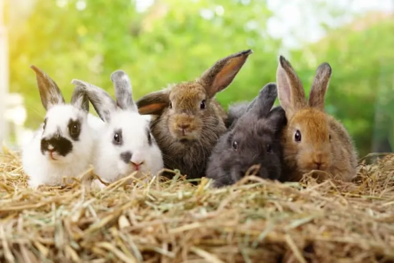 Rabbit Lifespan: How Long Do Pet Rabbits Live? Rabbit Lifespan: How Long Do Pet Rabbits Live?
