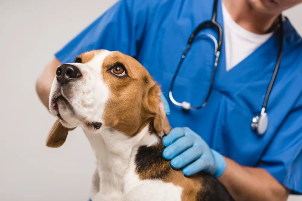 Should I Get My Dog Vaccinated? Why & When to Do It