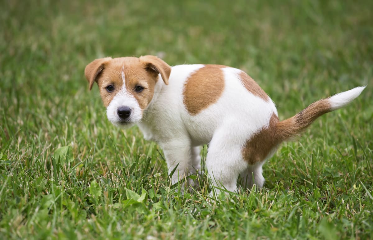Causes of Diarrhea in Dogs