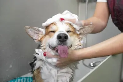 Grooming Tips: Keeping Your Dog's Coat Healthy