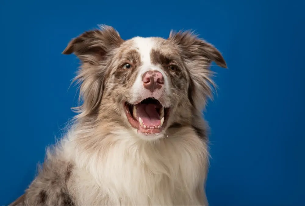 Cavities in Dogs: Causes, Symptoms & Treatment