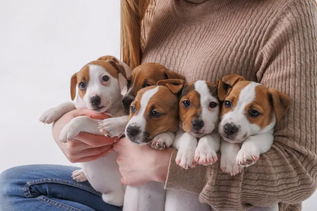An armful of five Jack Russell Terrier puppies, showing off their classic white and tan markings and bright, alert expressions. An armful of five Jack Russell Terrier puppies, showing off their classic white and tan markings and bright, alert expressions.