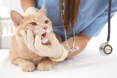 Cat Tooth Extractions: What to Expect