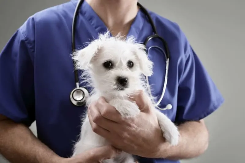 Veterinary professional in blue scrubs holding a small, white scruffy-haired puppy during a clinical examination. Veterinary professional in blue scrubs holding a small, white scruffy-haired puppy during a clinical examination.