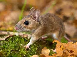 A wood mouse foraging through leaf litter and moss, demonstrating a high-alert posture.