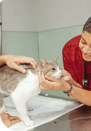 Happy visit to the vet for a cat's routine checkup.