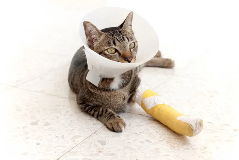 How To Tell If a Cat Has a Broken Leg