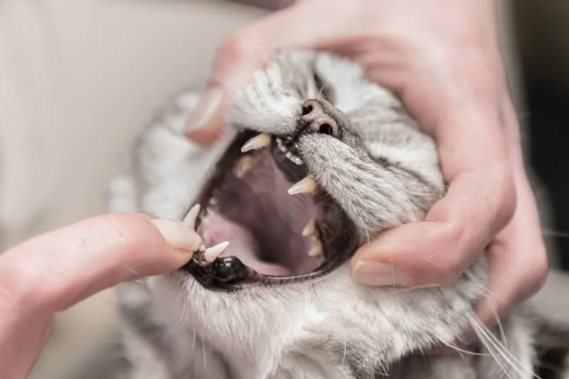 Common Dental Problems For Your Cat Common Dental Problems For Your Cat