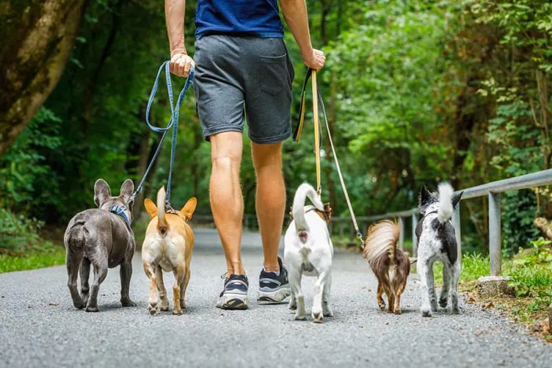 View from behind of a man walking five small dogs of various breeds on leashes along a paved path in a lush, wooded park.