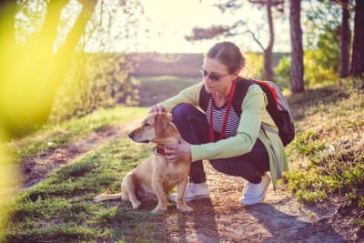 How do I know if my pet has Lyme disease? How do I know if my pet has Lyme disease?