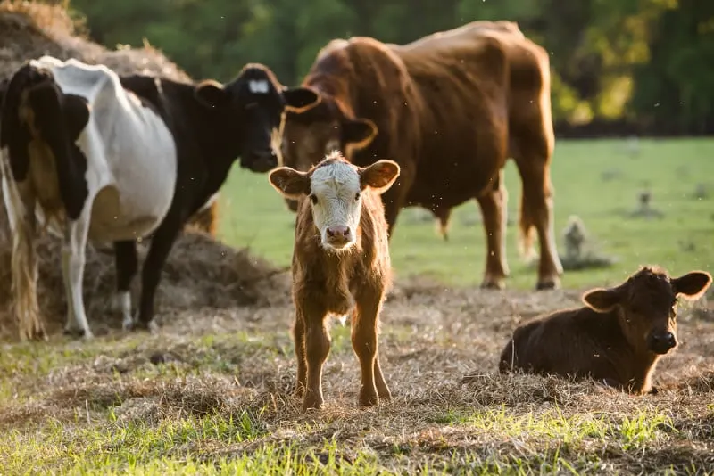 A group of cattle in a pasture; a small brown calf with a white face stands in the center, while an adult black and white cow and another brown cow stand behind it, and a second dark calf lies in the grass.
