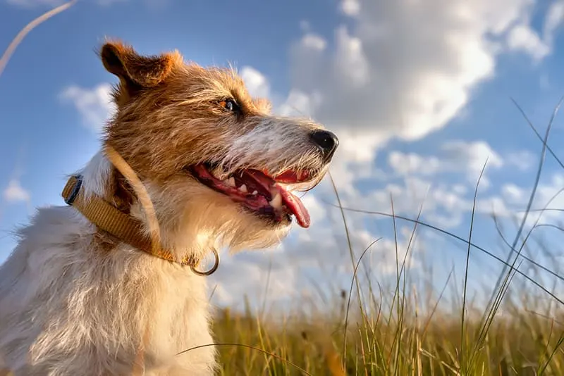 Do dogs really need their teeth cleaned?