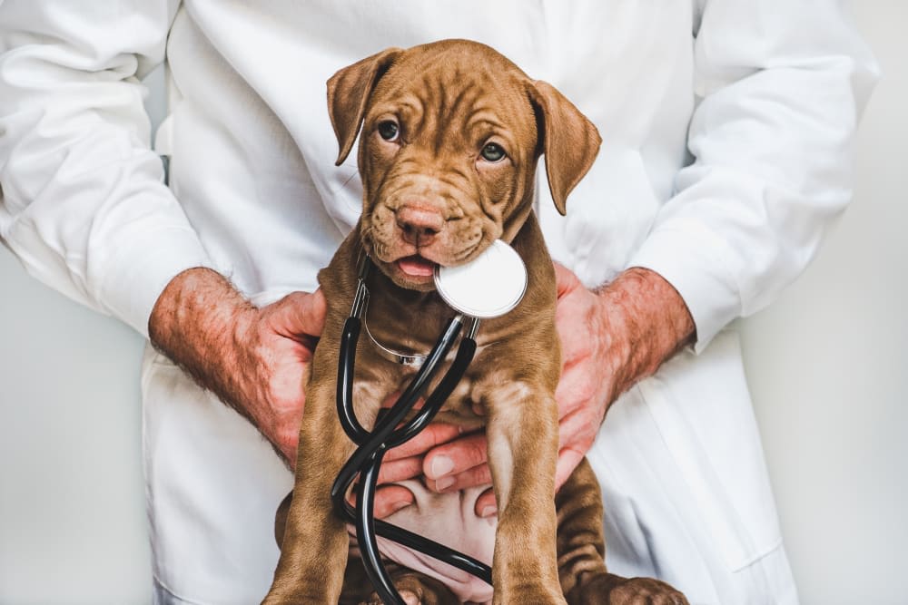 Puppy’s First Vet Visit: Checklist & What to Expect