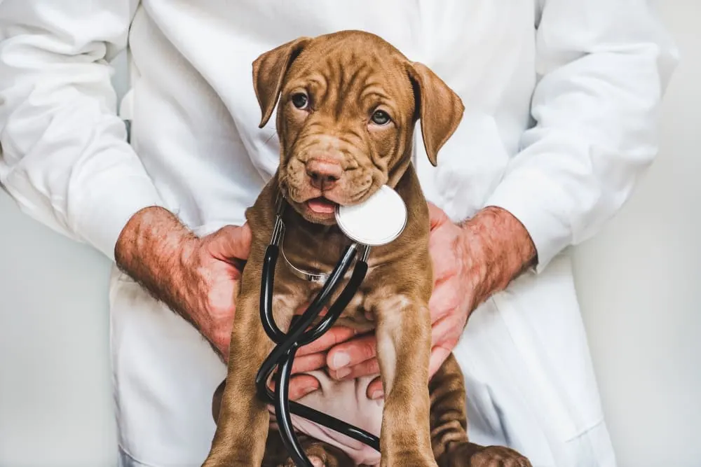 Puppy’s First Vet Visit: Checklist & What to Expect Puppy’s First Vet Visit: Checklist & What to Expect