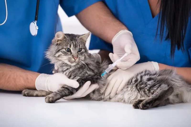 Feline Leukemia Virus (FeLV) in Cats: Symptoms, Diagnosis & Prognosis