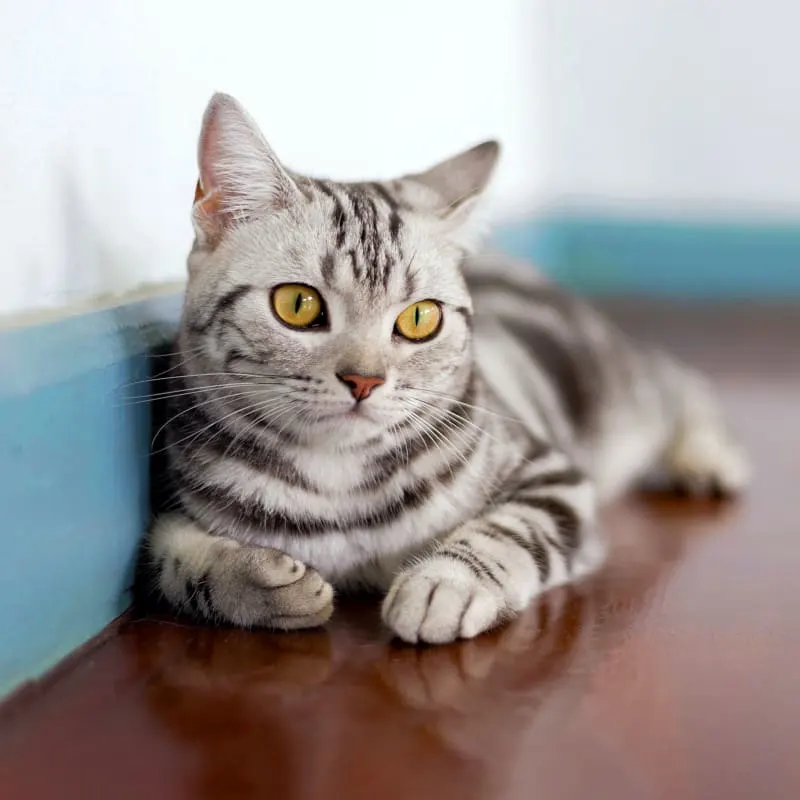  Dunnellon Animal Hospital in Dunnellon Generic Section Image