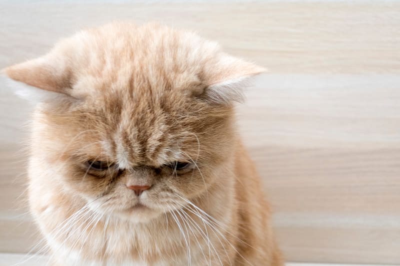 Hyperthyroidism in Cats: Treatment Options