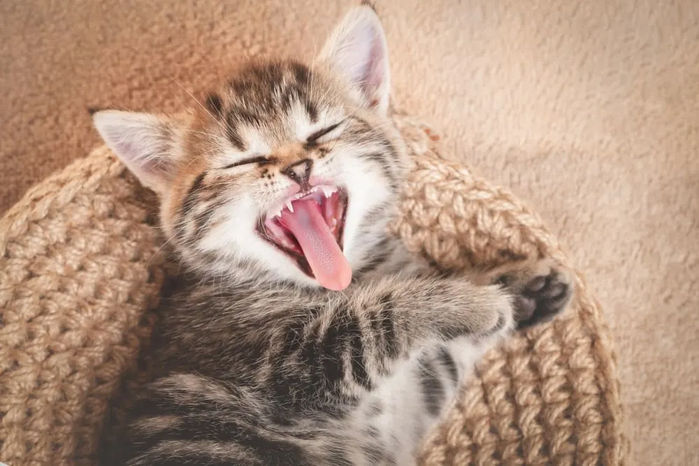 Kitten Teething: Everything You Need to Know