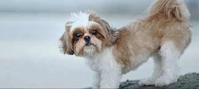 Brown and white dog standing on a hill Brown and white dog standing on a hill
