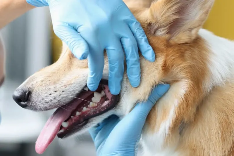 Broken Jaws in Dogs: Causes & Treatments