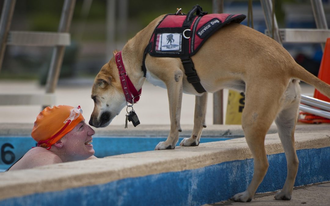 A Local Service Dog Hero A Local Service Dog Hero
