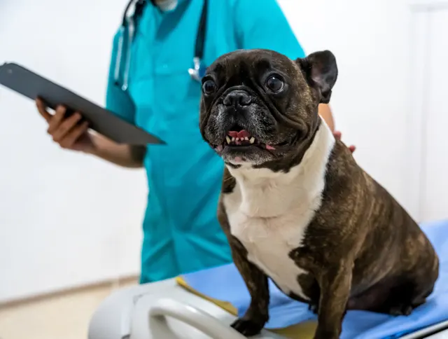A brindle and white French Bulldog sitting on a blue-covered exam table while a veterinarian in teal scrubs reviews a clipboard in the background.