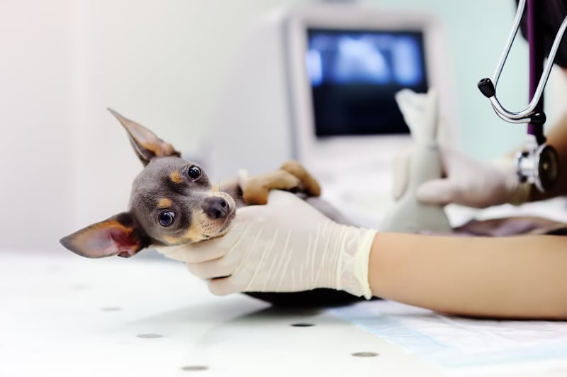 Ultrasound Procedure For Pets
