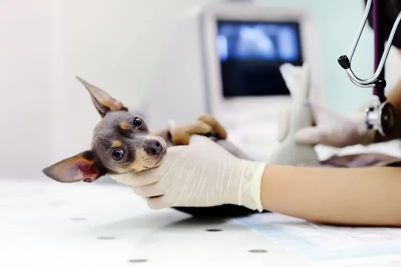 Ultrasound Procedure For Pets