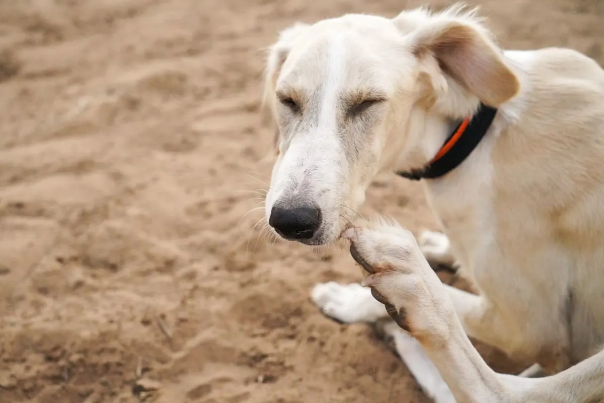 How To Help A Dog With Allergic Dermatitis How To Help A Dog With Allergic Dermatitis