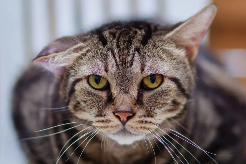 Aural Hematomas in Cats