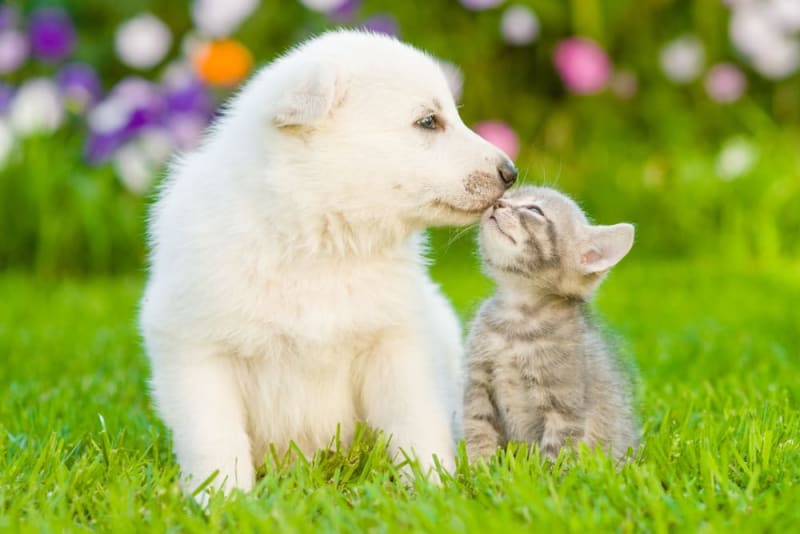 Puppy & Kitten: Are They a Good Match? Puppy & Kitten: Are They a Good Match?