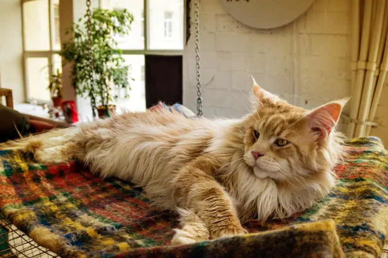 10 Best Breeds of Indoor House Cats