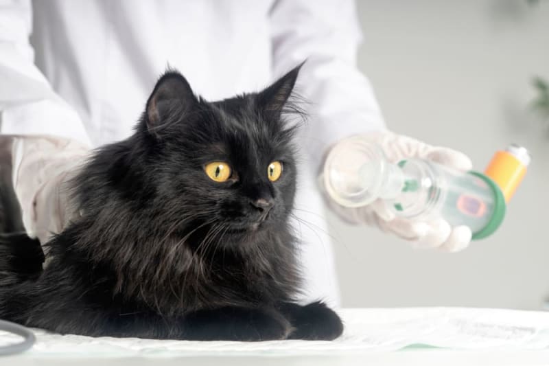 Asthma in Cats: What You Need To Know