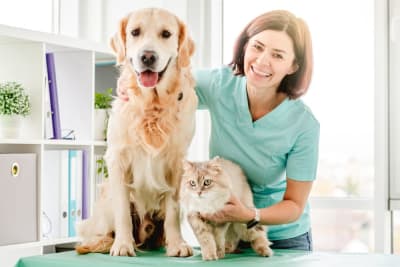 What to Expect When You Attend a Wellness Exam for Your Pet