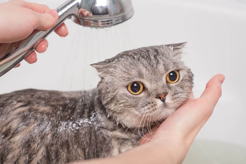 How to Bathe a Cat