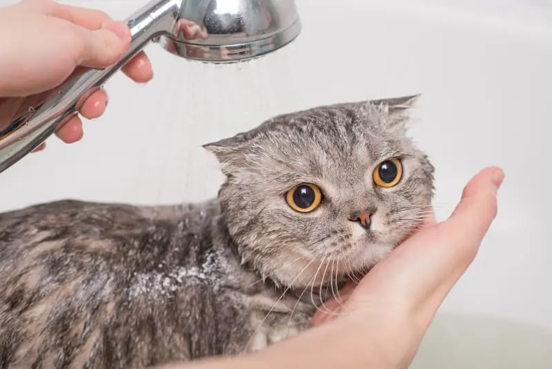 How to Bathe a Cat