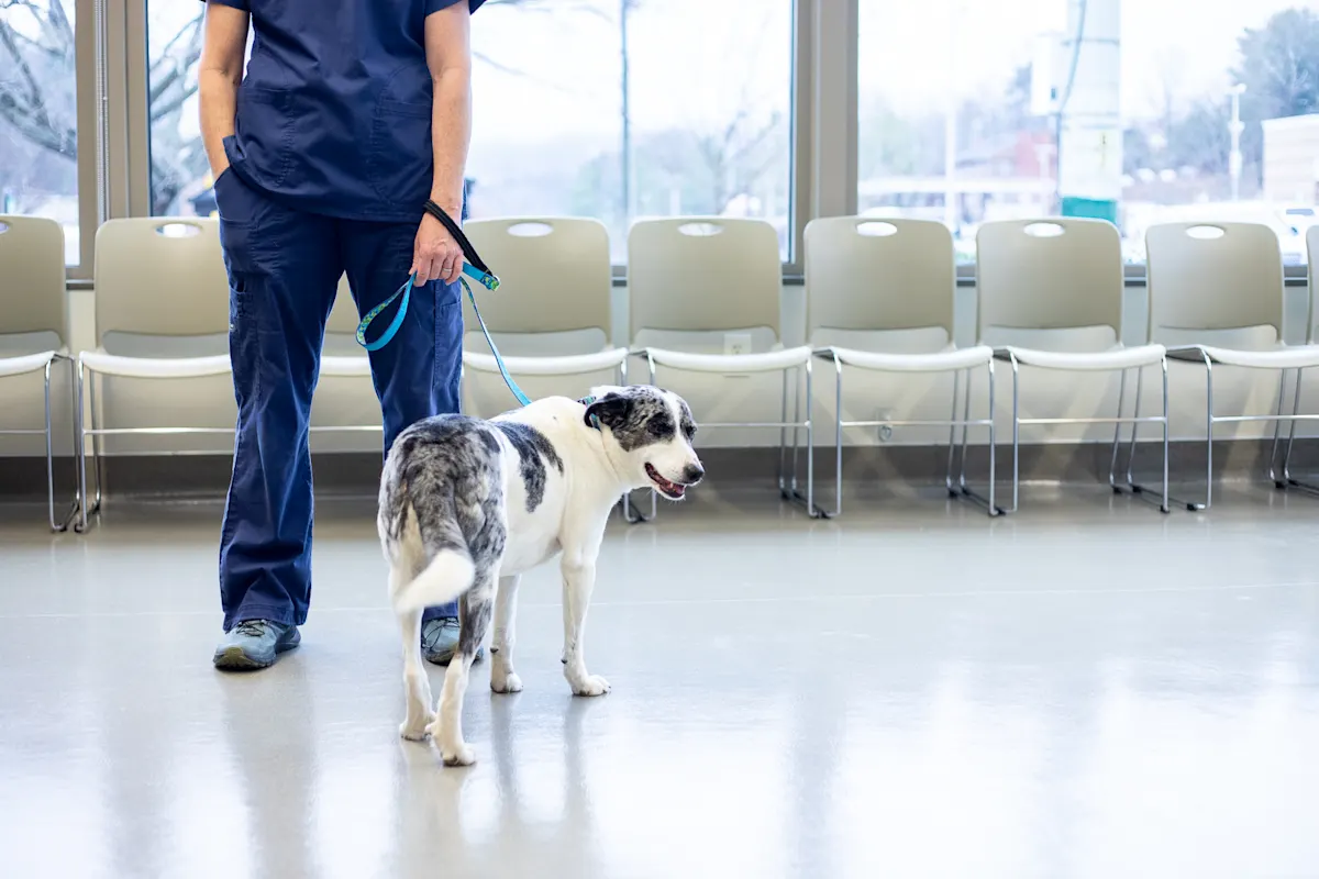 Veterinary technician in dark blue scrubs with a white and grey speckled dog on a blue leash in a spacious, empty waiting room.