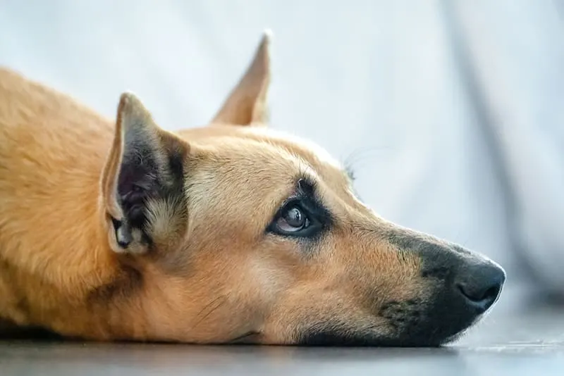 How do you know when your dog is sick?