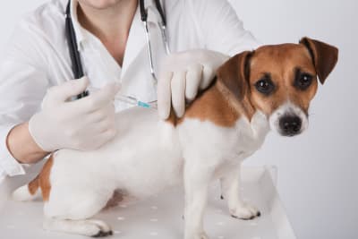 Parvovirus in Dogs: Symptoms & Prevention Parvovirus in Dogs: Symptoms & Prevention