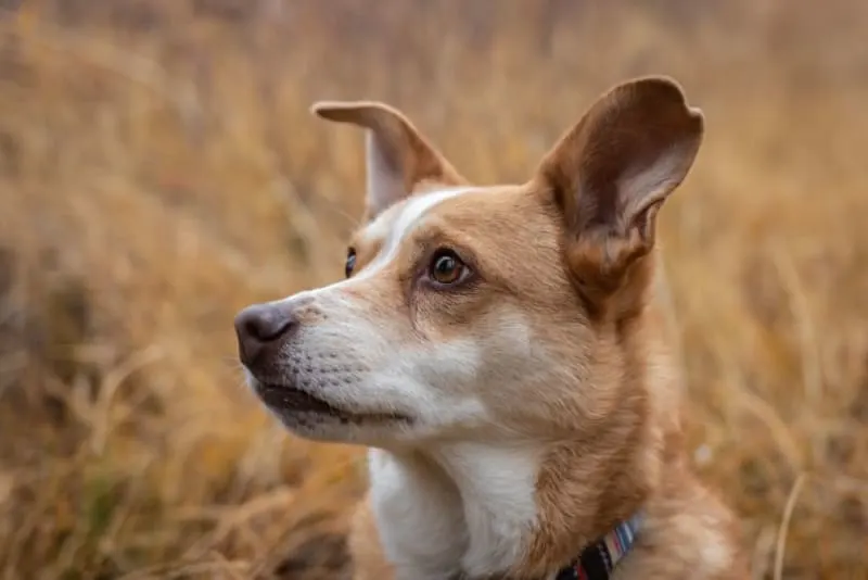 Ear Infection in Dogs